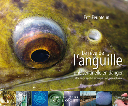 Le Rêve de l’anguille